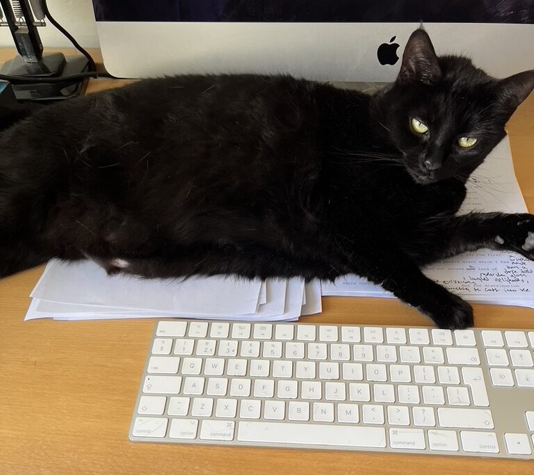 Miette, lying between my keyboard and my monitor.